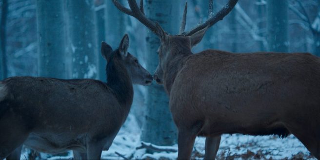 Un fotogramma dal film "Corpo e anima"