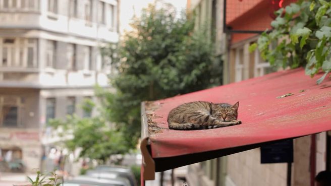 Un fotogramma dal film "Kedi – La città dei gatti"